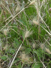 Hordeum geniculatum