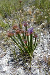 Rhigiophyllum squarrosum