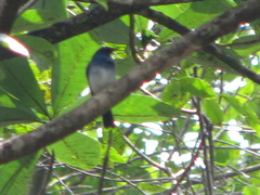 Cyornis pallidipes