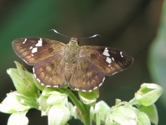 Celaenorrhinus fusca