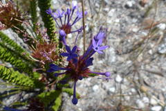 Rhigiophyllum squarrosum