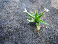 Eriocaulon xeranthemum