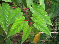 Cissus discolor