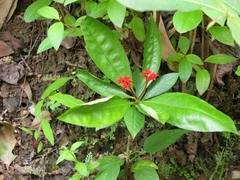 Rauvolfia tetraphylla