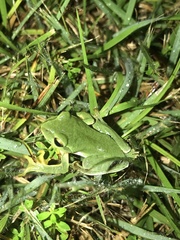 Zhangixalus schlegelii