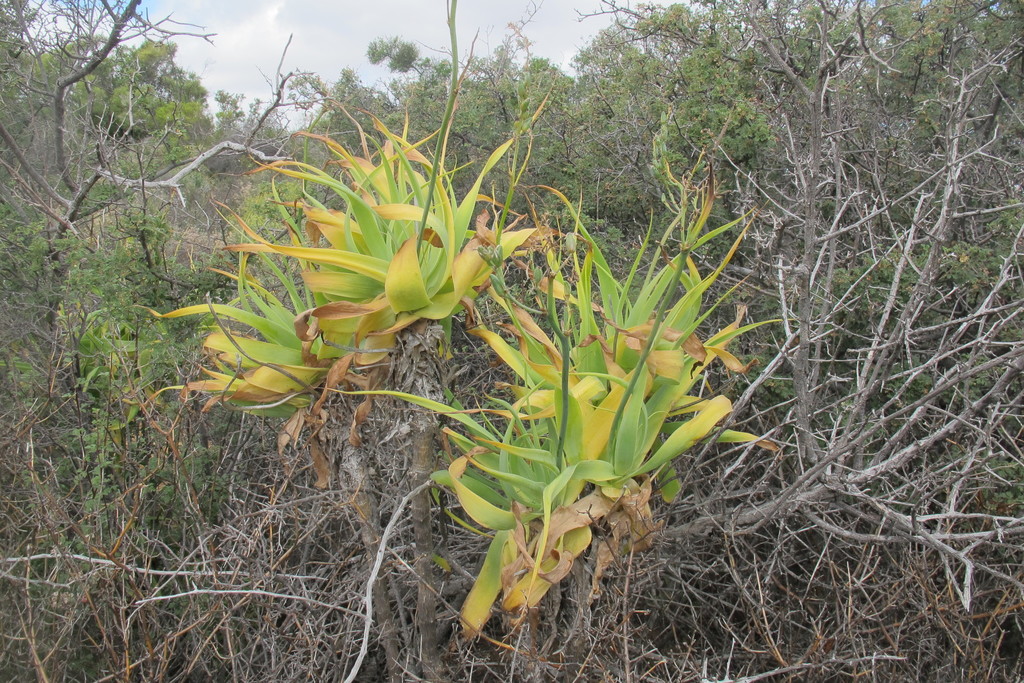 Trachyandra adamsonii, West Coast, Western Cape, South Africa