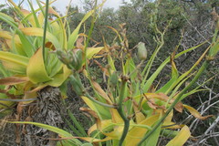 Trachyandra adamsonii