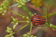 Graphosoma italicum italicum