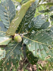 Quercus aliena