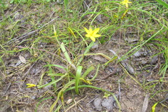 Pauridia gracilipes gracilipes