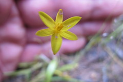 Pauridia gracilipes gracilipes