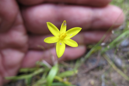 Image of Pauridia gracilipes by (c) James Deacon, some rights reserved (CC BY-SA)