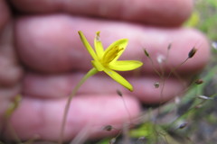 Pauridia gracilipes gracilipes