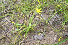 Pauridia gracilipes gracilipes