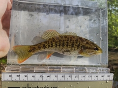 Micropterus chattahoochae