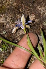 Moraea lugubris
