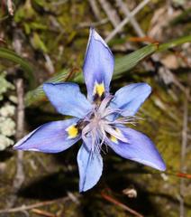 Moraea lugubris