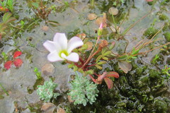 Oxalis amblyosepala