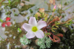 Oxalis amblyosepala