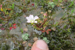 Oxalis amblyosepala