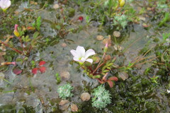 Oxalis amblyosepala
