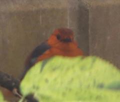 Cossypha natalensis natalensis