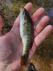 Micropterus chattahoochae
