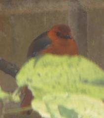 Cossypha natalensis natalensis