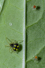 Theridula gonygaster