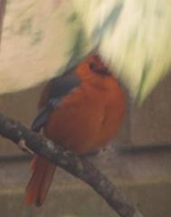 Cossypha natalensis natalensis