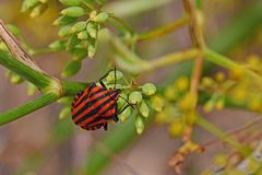 Graphosoma italicum italicum