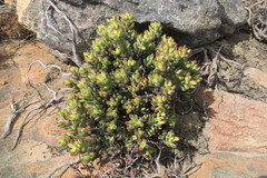Crassula brevifolia