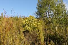 Leucadendron pubibracteolatum