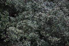 Maytenus acuminata acuminata