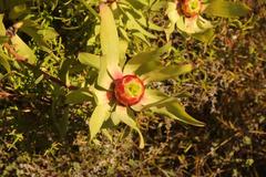 Leucadendron pubibracteolatum