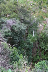 Maytenus acuminata acuminata