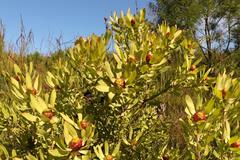 Leucadendron pubibracteolatum