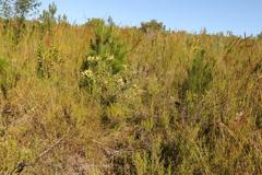 Leucadendron pubibracteolatum