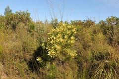 Leucadendron pubibracteolatum