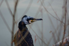Phalacrocorax carbo