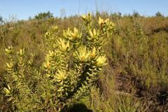 Leucadendron pubibracteolatum