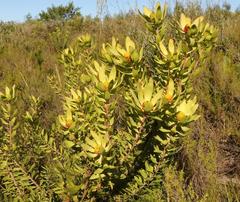 Leucadendron pubibracteolatum