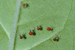 Theridula gonygaster
