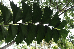 Iriartella stenocarpa