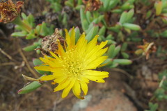 Lampranthus glaucus