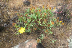 Lampranthus glaucus