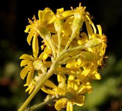 Senecio lineatus
