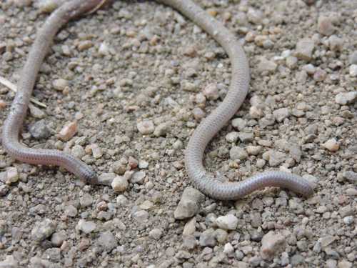 Photo of a Southern Blind Snake (unguirostris) (Rena unguirostris)