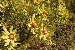 Leucadendron pubibracteolatum