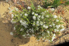 Agathosma giftbergensis